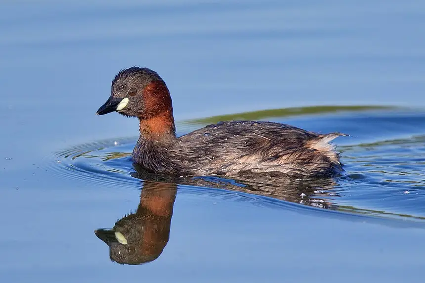Little Grebe (Tachybaptus ruficollis) in Kruger National Park