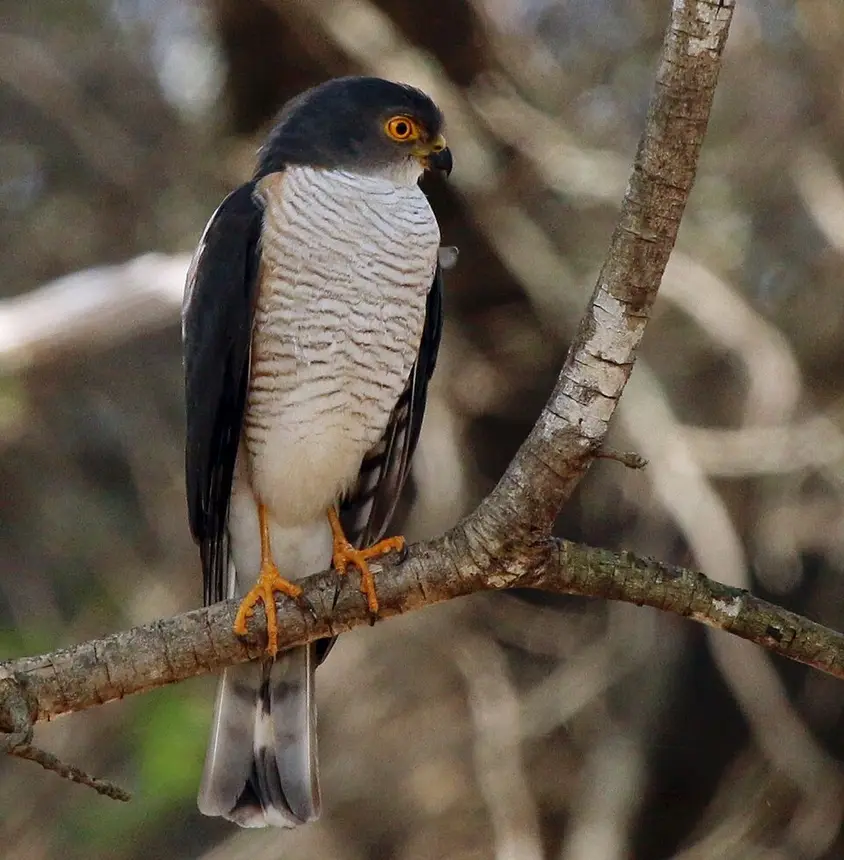 Little Sparrowhawk (Accipiter minullus) in Kruger National Park