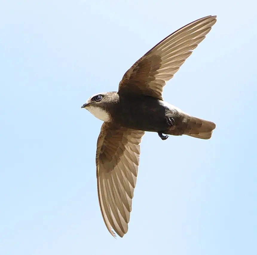 Little Swift (Apus affinis) in Kruger National Park