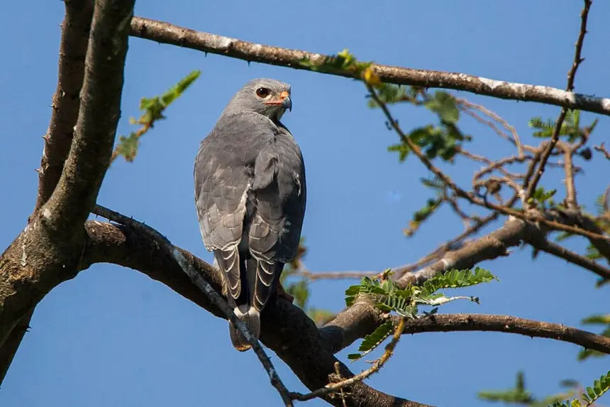 Lizard Buzzard (Kaupifalco monogrammicus) in Kruger National Park