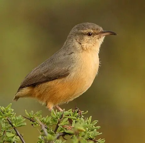 Long-billed Crombec (Sylvietta rufescens) in Kruger National Park