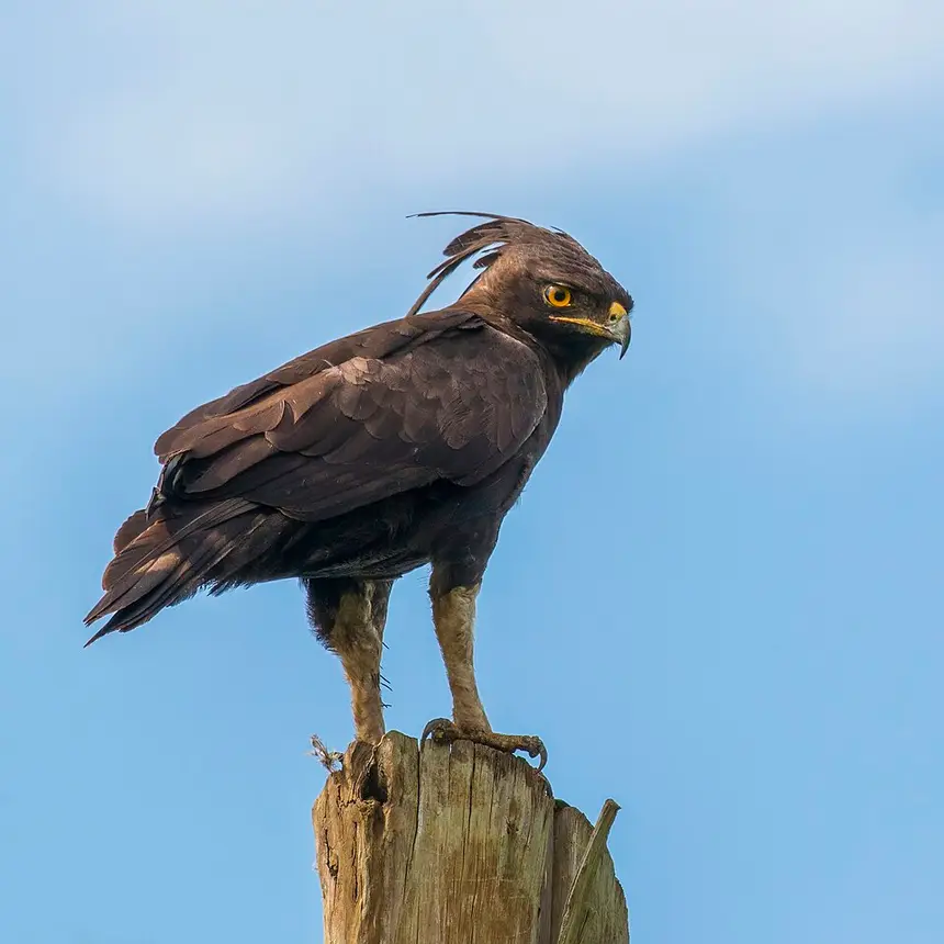 Long-crested Eagle (Lophaetus occipitalis) in Kruger National Park