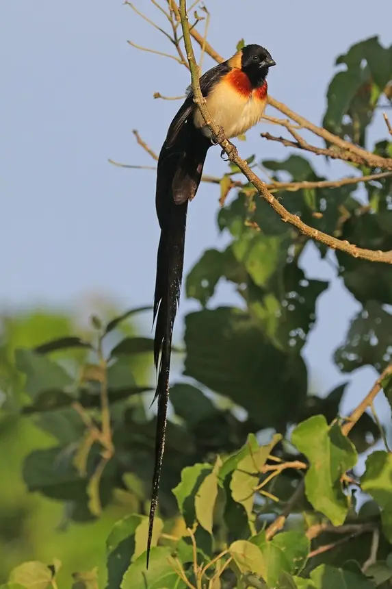 Long-tailed Paradise Whydah (Vidua paradisaea) in Kruger National Park