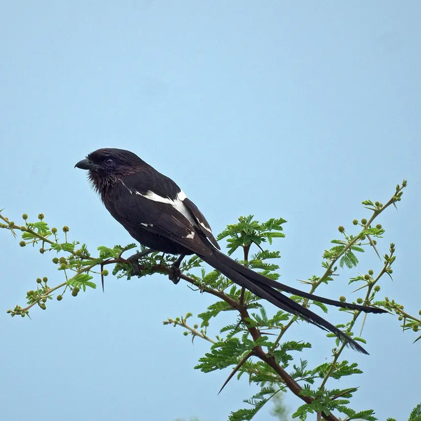 Magpie Shrike (Urolestes melanoleucus) in Kruger National Park