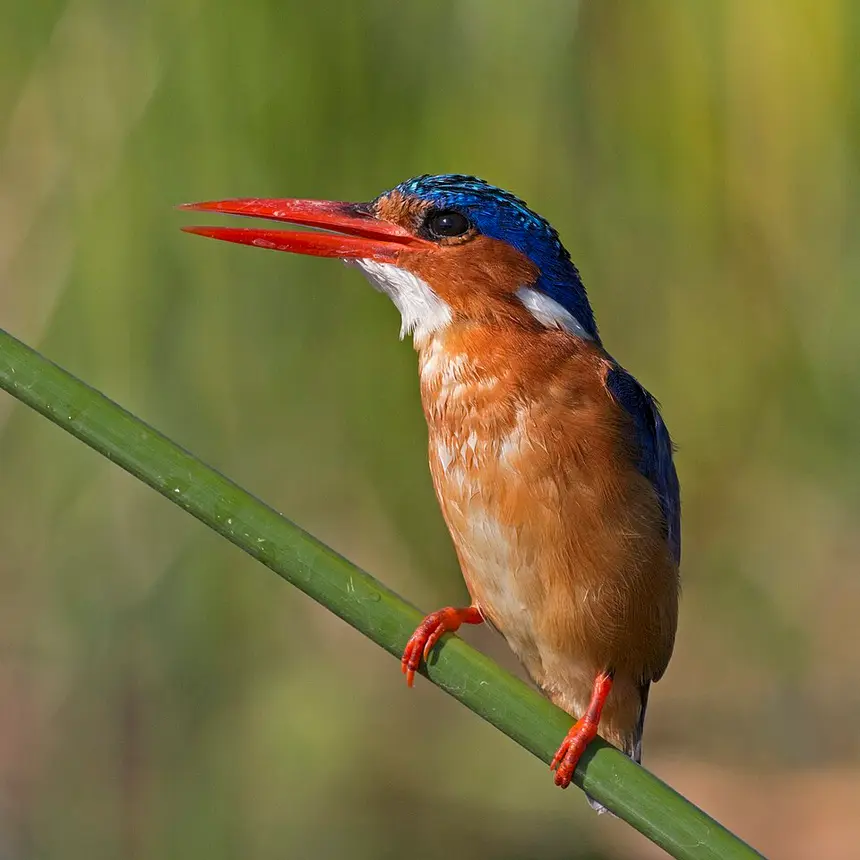Malachite Kingfisher (Corythornis cristatus) in Kruger National Park
