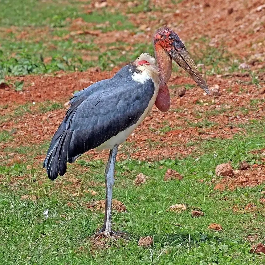 Marabou Stork (Leptoptilos crumenifer) in Kruger National Park