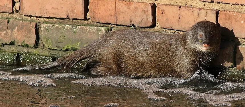 Marsh Mongoose (Atilax paludinosus) in Kruger National Park