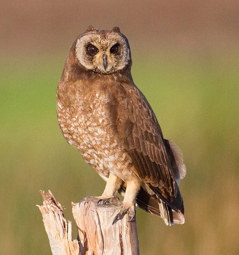 Marsh Owl (Asio capensis) in Kruger National Park