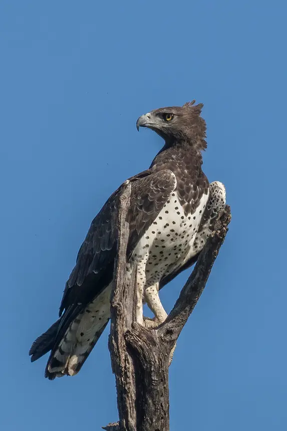 Martial Eagle (Polemaetus bellicosus) in Kruger National Park