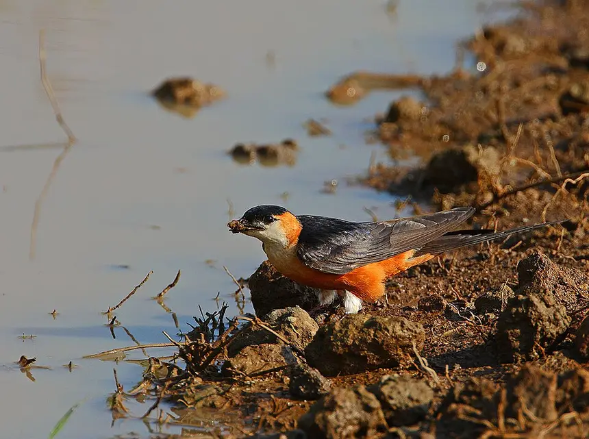 Mosque Swallow (Cecropis senegalensis) in Kruger National Park