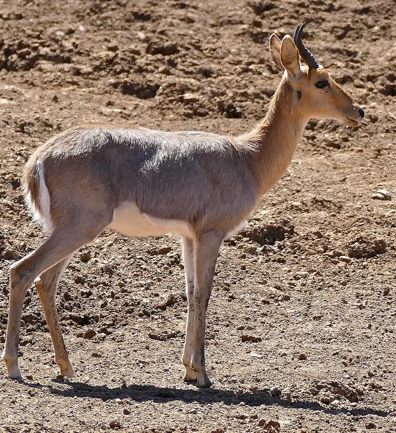 Mountain Reedbuck (Redunca fulvorufula) in Kruger National Park