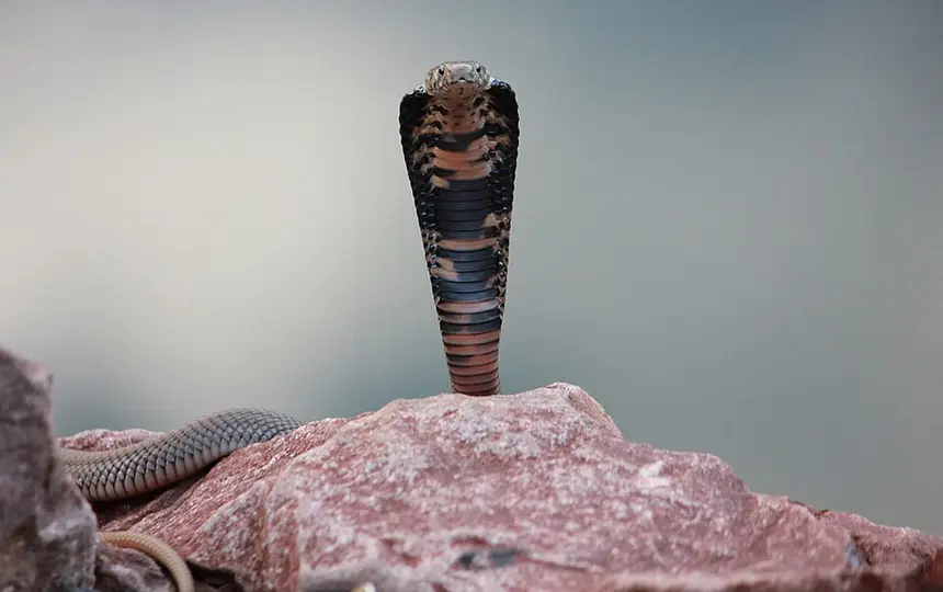 Mozambique Spitting Cobra (Naja mossambica) in Kruger National Park