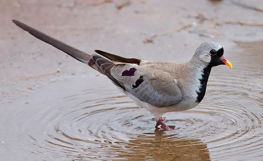 Namaqua Dove (Oena capensis) in Kruger National Park