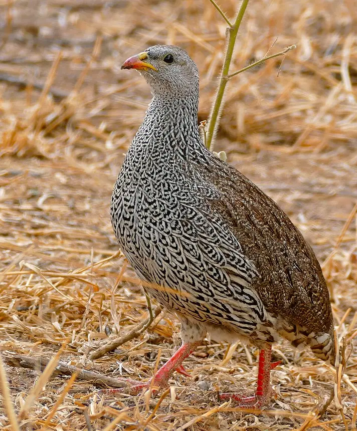 Natal Spurfowl (Pternistis natalensis) in Kruger National Park