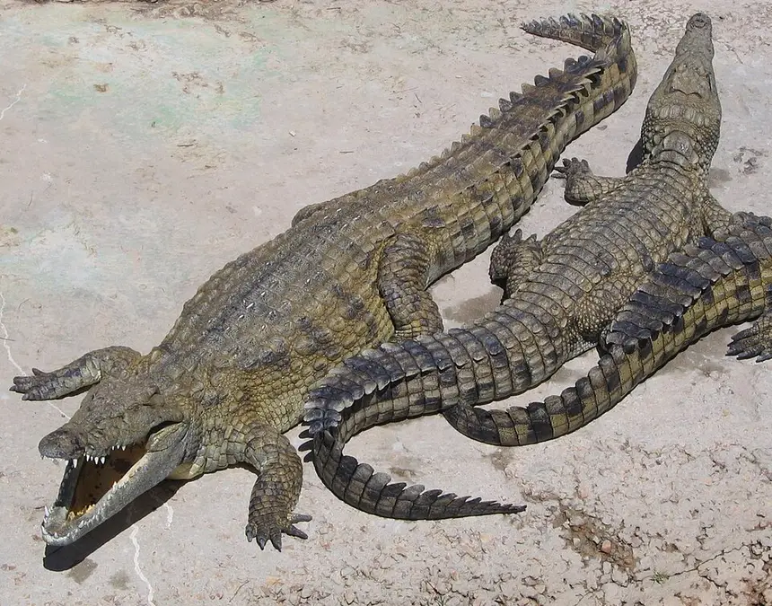 Nile Crocodile (Crocodylus niloticus) in Kruger National Park