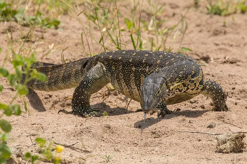 Nile Monitor (Water Monitor) (Varanus niloticus) in Kruger National Park