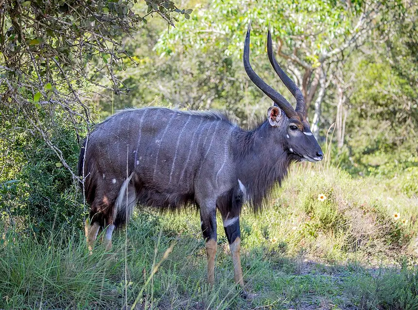 Nyala (Tragelaphus angasii) in Kruger National Park