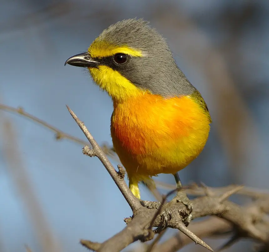 Orange-breasted Bush-Shrike (Chlorophoneus sulfureopectus) in Kruger National Park