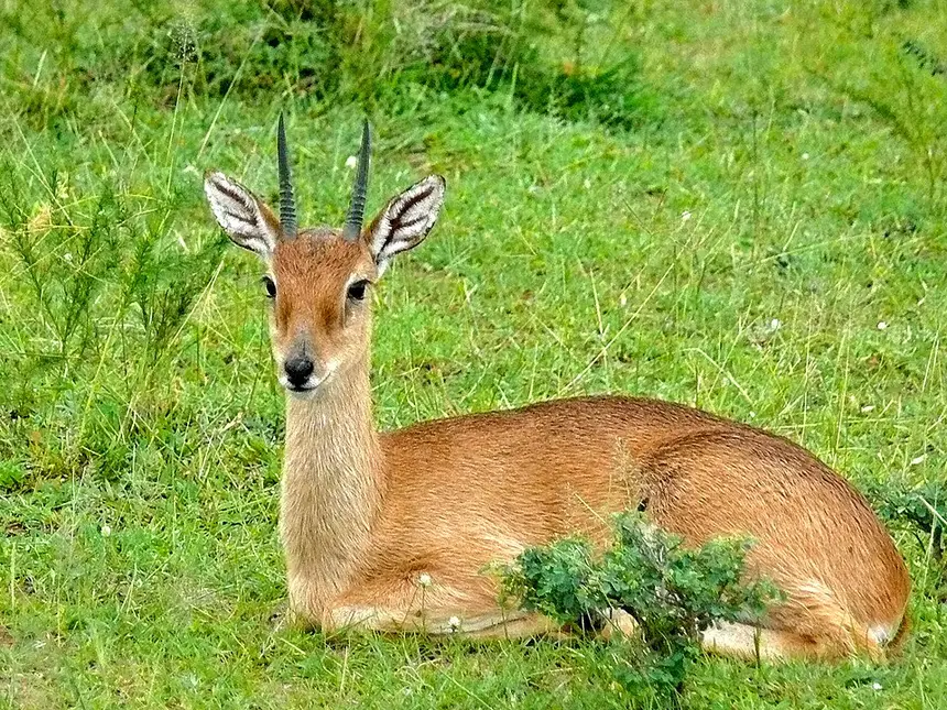 Oribi (Ourebia ourebi) in Kruger National Park