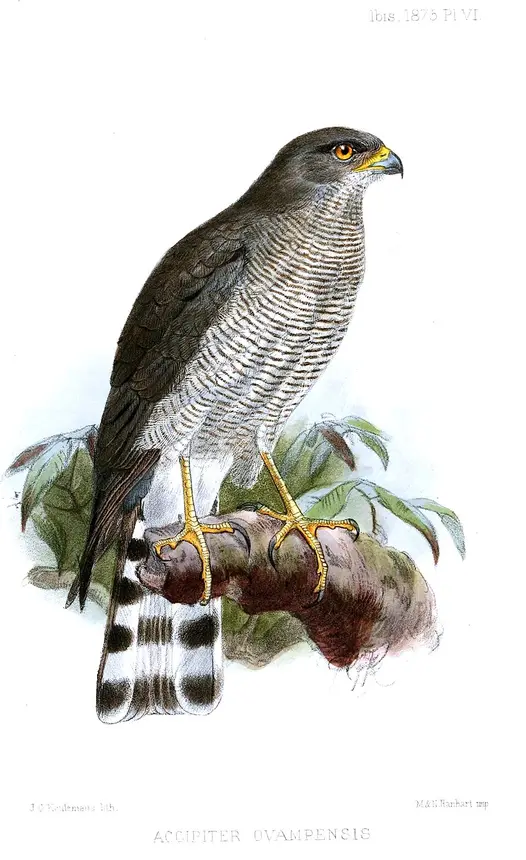 Ovambo Sparrowhawk (Accipiter ovampensis) in Kruger National Park