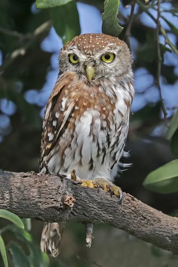 Pearl-spotted Owlet (Glaucidium perlatum) in Kruger National Park