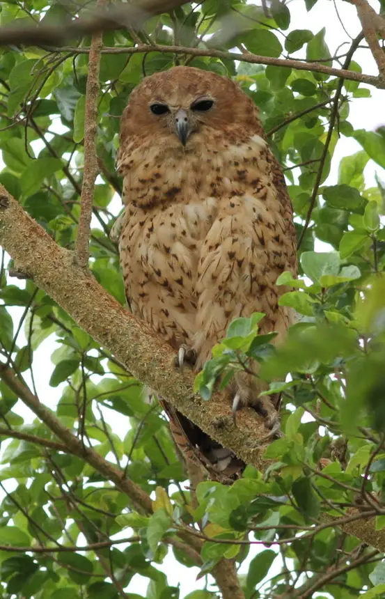 Pel's Fishing Owl (Scotopelia peli) in Kruger National Park