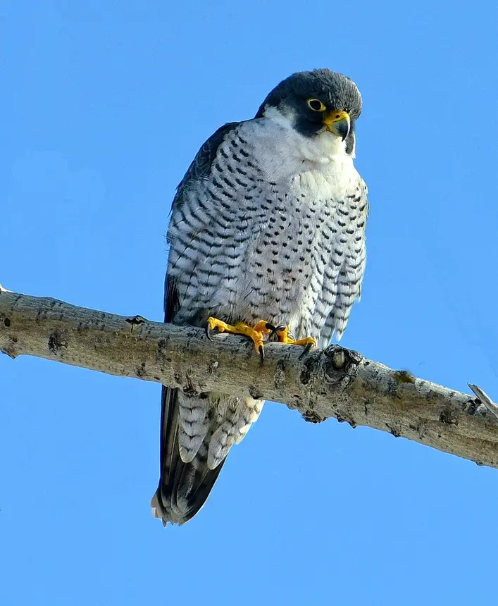Peregrine Falcon (Falco peregrinus) in Kruger National Park