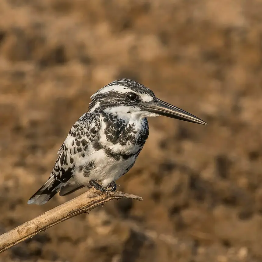 Pied Kingfisher (Ceryle rudis) in Kruger National Park