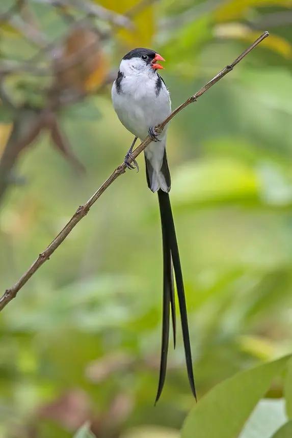 Pin-tailed Whydah (Vidua macroura) in Kruger National Park