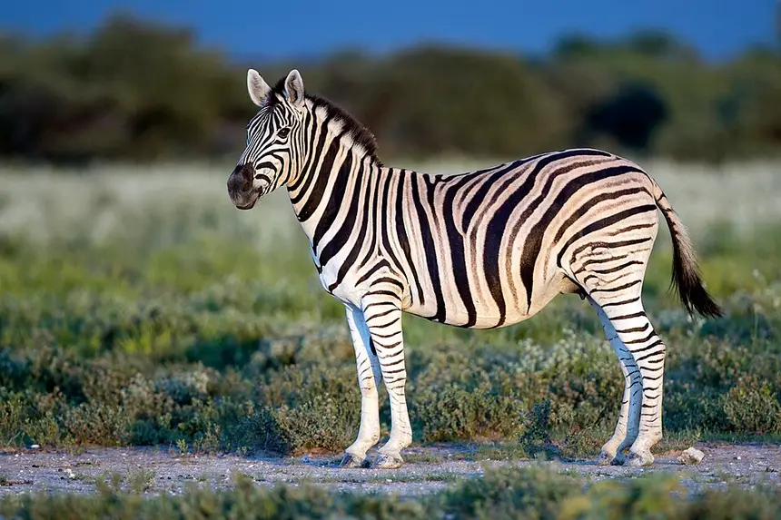 Plains Zebra (Burchell's) (Equus quagga) in Kruger National Park