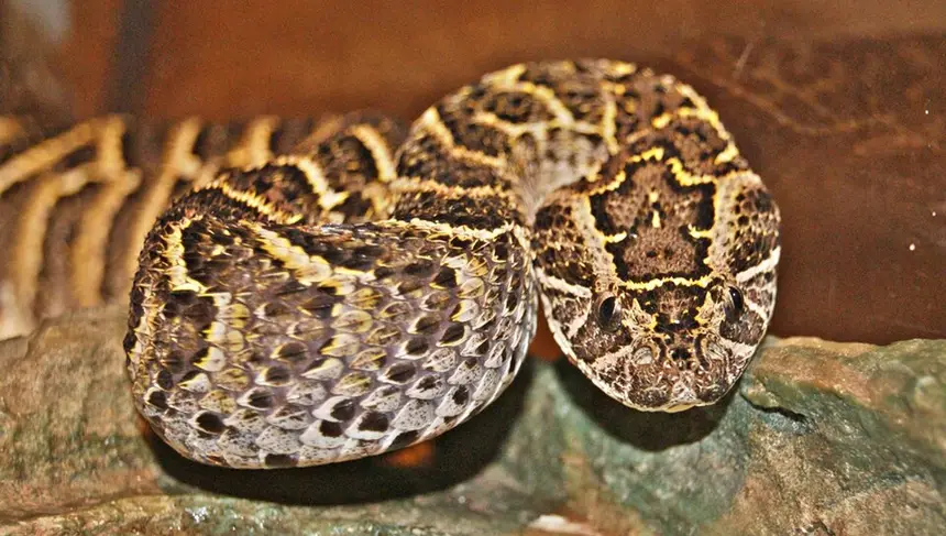 Puff Adder (Bitis arietans) in Kruger National Park