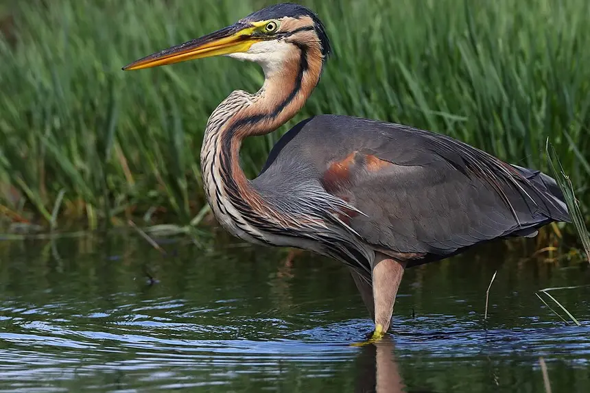 Purple Heron (Ardea purpurea) in Kruger National Park