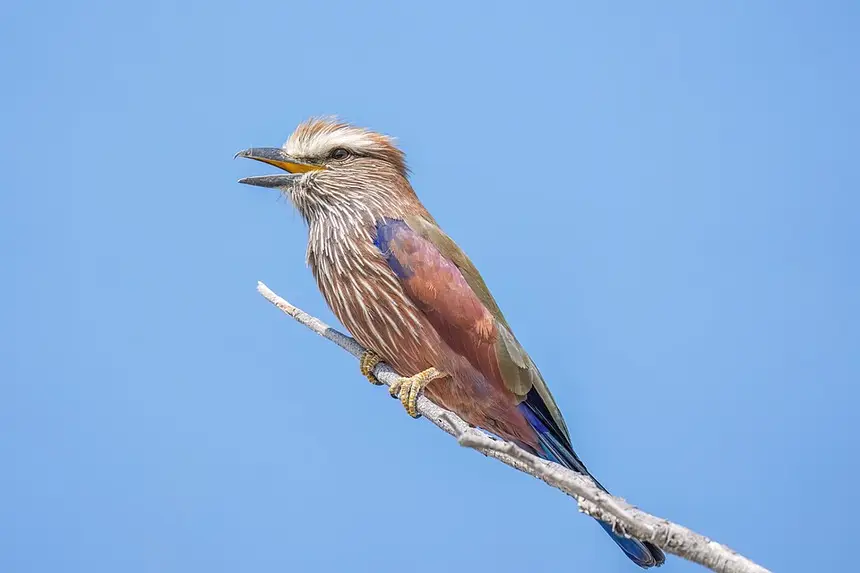 Purple Roller (Coracias naevius) in Kruger National Park