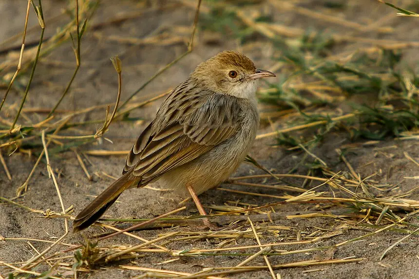 Rattling Cisticola (Cisticola chiniana) in Kruger National Park