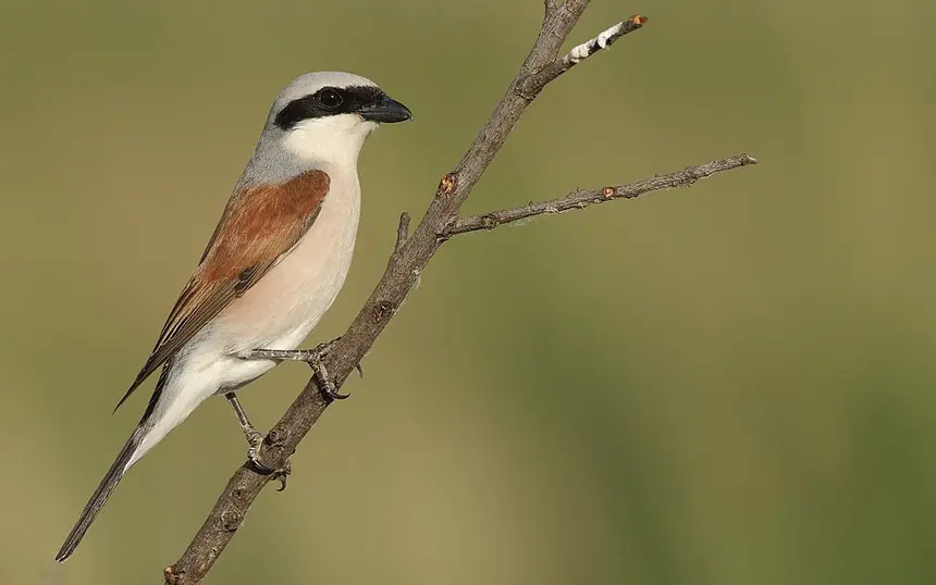 Red-backed Shrike (Lanius collurio) in Kruger National Park
