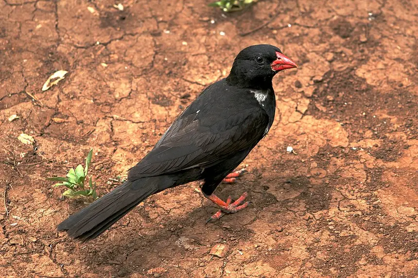Red-billed Buffalo Weaver (Bubalornis niger) in Kruger National Park