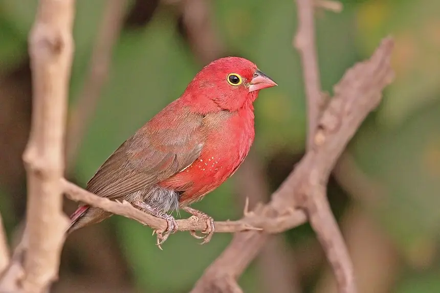 Red-billed Firefinch (Lagonosticta senegala) in Kruger National Park