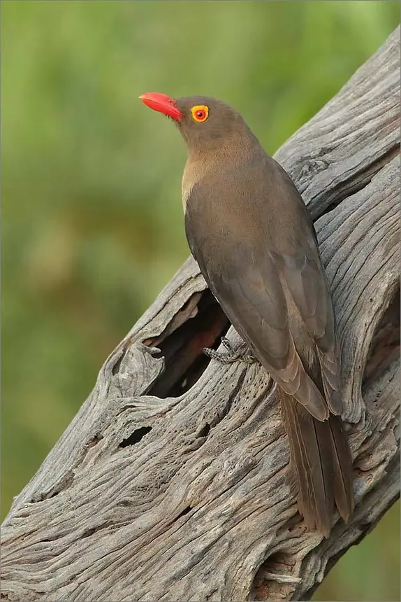 Red-billed Oxpecker (Buphagus erythrorynchus) in Kruger National Park