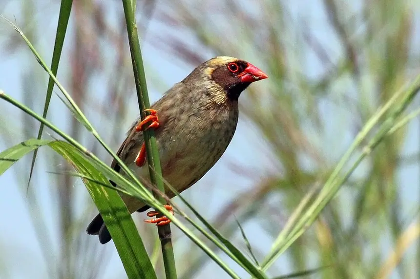 Red-billed Quelea (Quelea quelea) in Kruger National Park
