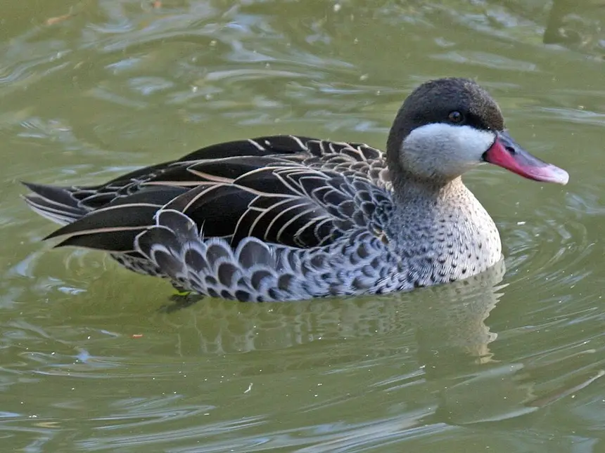 Red-billed Teal (Anas erythrorhyncha) in Kruger National Park