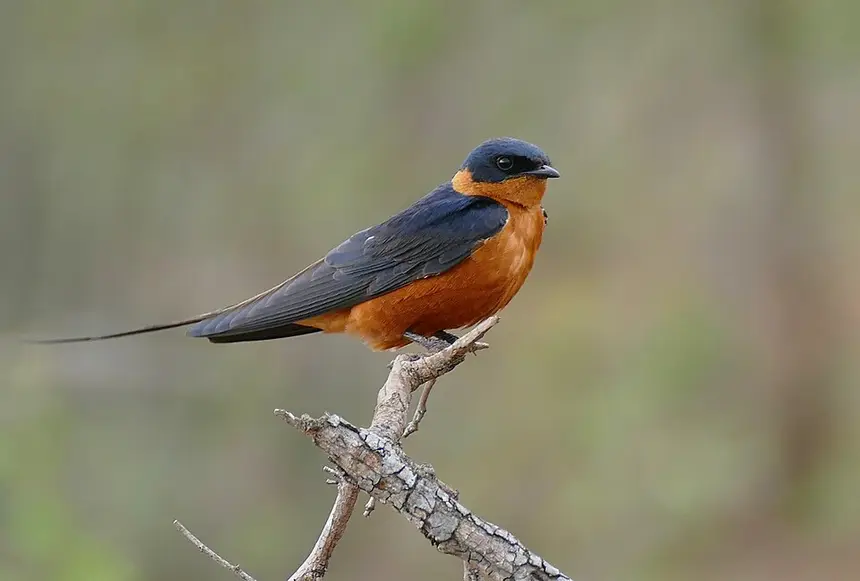 Red-breasted Swallow (Cecropis semirufa) in Kruger National Park