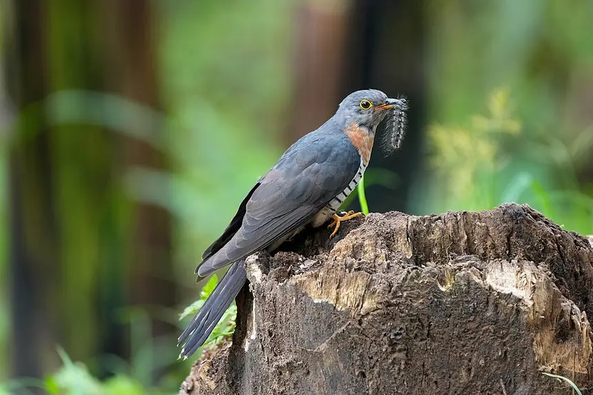 Red-chested Cuckoo (Cuculus solitarius) in Kruger National Park