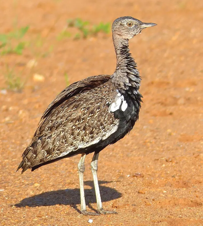 Red-crested Korhaan (Lophotis ruficrista) in Kruger National Park