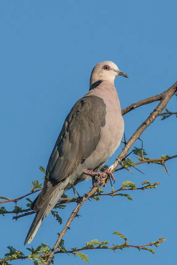 Red-eyed Dove (Streptopelia semitorquata) in Kruger National Park
