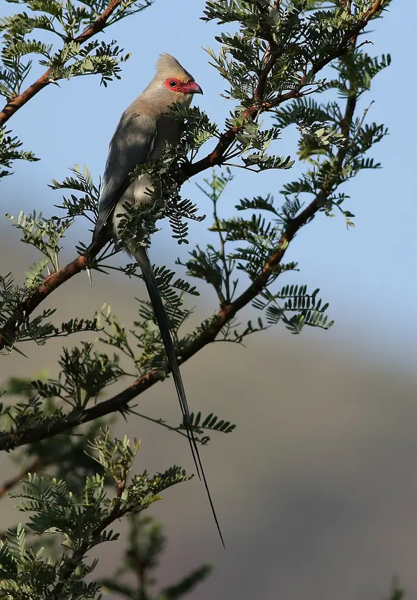 Red-faced Mousebird (Urocolius indicus) in Kruger National Park
