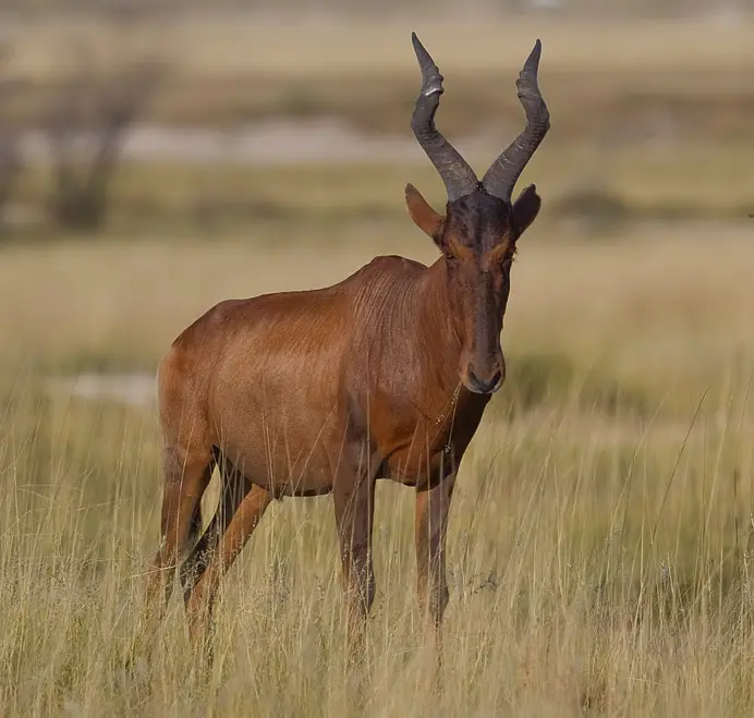 Red Hartebeest (Alcelaphus buselaphus) in Kruger National Park