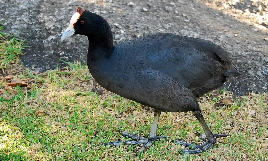Red-knobbed Coot (Fulica cristata) in Kruger National Park