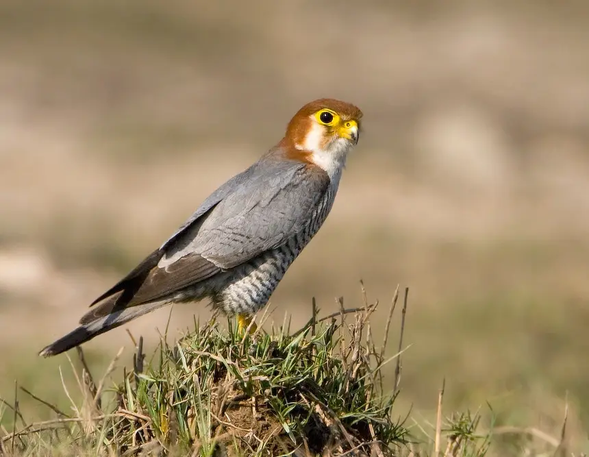 Red-necked Falcon (Falco chicquera) in Kruger National Park