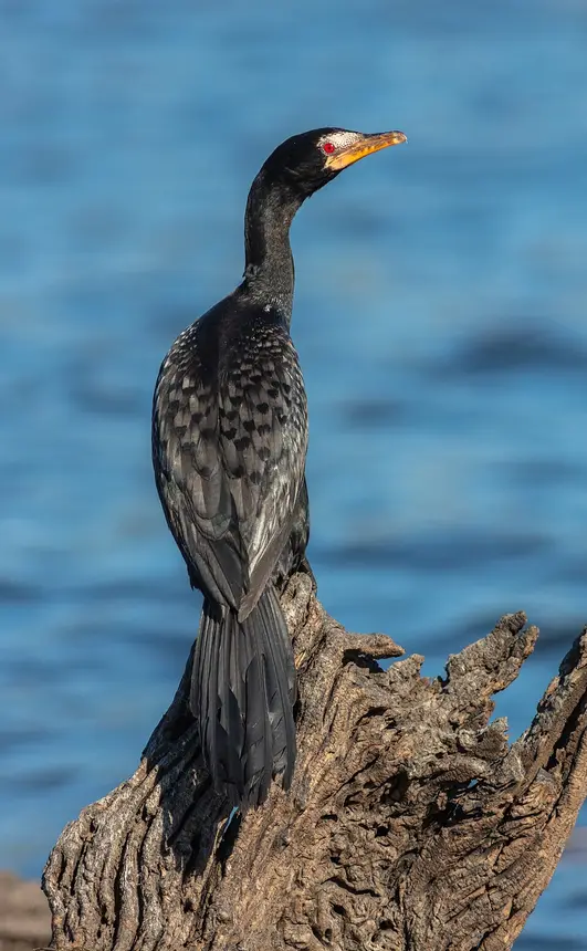 Reed Cormorant (Microcarbo africanus) in Kruger National Park