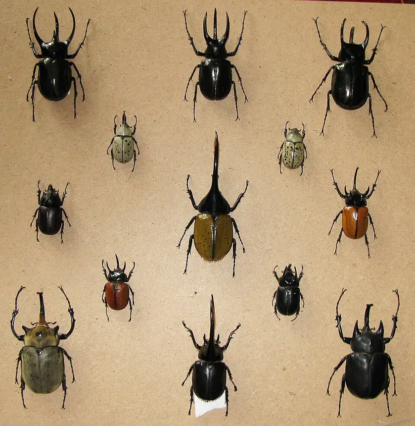 Rhinoceros Beetle (Oryctes boas) in Kruger National Park